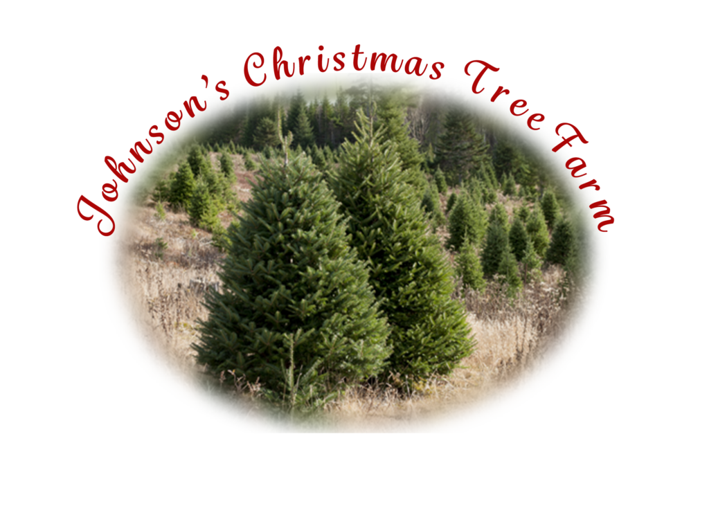 Two Christmas Trees